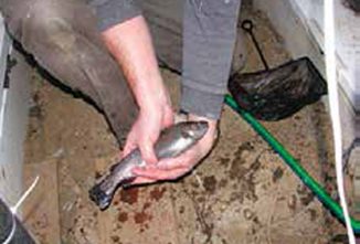 The Best Fish for A Cold Climate